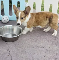 Red Merle male , a male Cardigan Welsh Corgi and Pembroke Welsh Corgi for sale in Brooksville, FL – 7 of 7