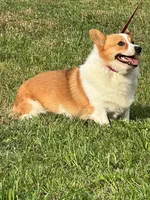 Sunny Red Sable male, a male Pembroke Welsh Corgi for sale in Brooksville, FL – 3 of 10