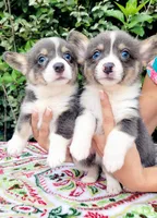 Blair Blue Tri #2, a male Pembroke Welsh Corgi for sale in Brooksville, FL – Photo 6 of 9