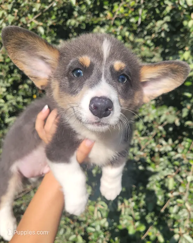 Blair Blue Tri #2 – Pembroke Welsh Corgi puppy for sale in Brooksville, FL
