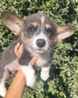Blair Blue Tri #2, a male Pembroke Welsh Corgi for sale in Brooksville, FL – 1 of 7