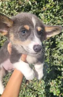 Blair Blue Tri #2, a male Pembroke Welsh Corgi for sale in Brooksville, FL – 3 of 7