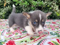 Blair Blue Tri #2, a male Pembroke Welsh Corgi for sale in Brooksville, FL – Photo 7 of 9