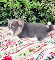 Blair Blue Tri #2, a male Pembroke Welsh Corgi for sale in Brooksville, FL – Photo 5 of 9