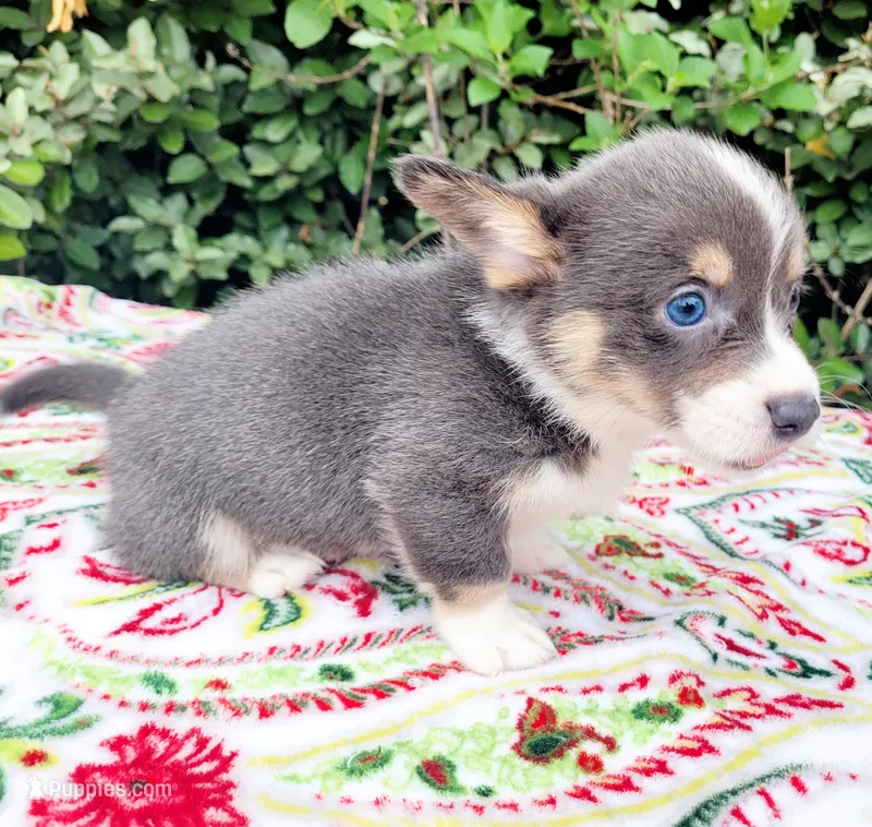 Blair Blue Tri #2 – Pembroke Welsh Corgi puppy for sale in Brooksville, FL
