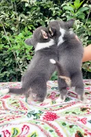 Blair Blue Tri #2, a male Pembroke Welsh Corgi for sale in Brooksville, FL – Photo 4 of 9