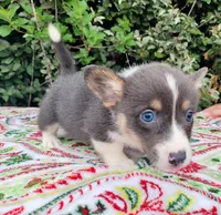 Blair Blue Tri #2, a male Pembroke Welsh Corgi for sale in Brooksville, FL – Photo 3 of 9