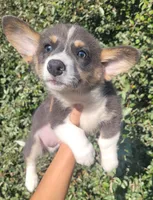 Blair Blue Tri #2, a male Pembroke Welsh Corgi for sale in Brooksville, FL – 5 of 7
