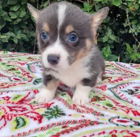 Blair Blue Tri #2, a male Pembroke Welsh Corgi for sale in Brooksville, FL – Photo 1 of 9
