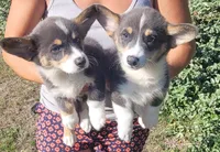 Blair Blue Tri #2, a male Pembroke Welsh Corgi for sale in Brooksville, FL – 4 of 7