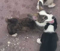 Brindle female , a female Cardigan Welsh Corgi and Pembroke Welsh Corgi for sale in Brooksville, FL – 6 of 9
