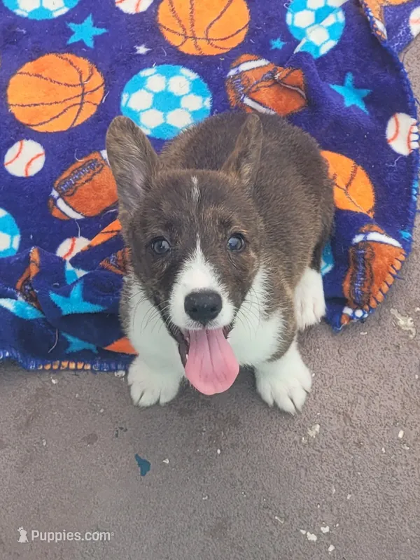 Brindle Male  – Cardigan Welsh Corgi, Pembroke Welsh Corgi puppy for sale in Brooksville, FL