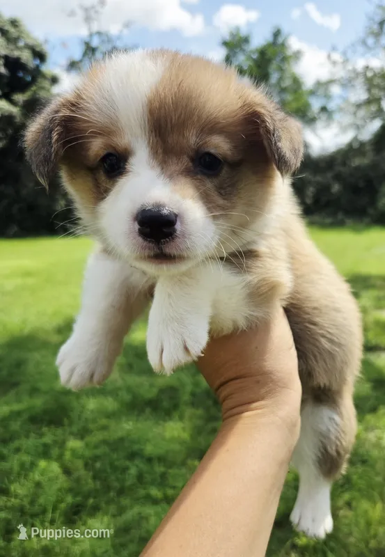 Summer Red female  – Pembroke Welsh Corgi puppy for sale in Brooksville, FL
