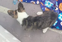 Brindle female , a female Cardigan Welsh Corgi and Pembroke Welsh Corgi for sale in Brooksville, FL – 2 of 9