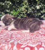 Brindle female , a female Cardigan Welsh Corgi and Pembroke Welsh Corgi for sale in Brooksville, FL – 3 of 8