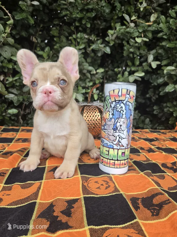 Diane Coco Rojo Merle girl  – French Bulldog puppy for sale in Brooksville, FL