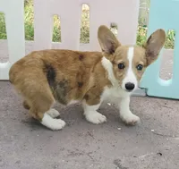 Red Merle male , a male Cardigan Welsh Corgi and Pembroke Welsh Corgi for sale in Brooksville, FL – 5 of 7