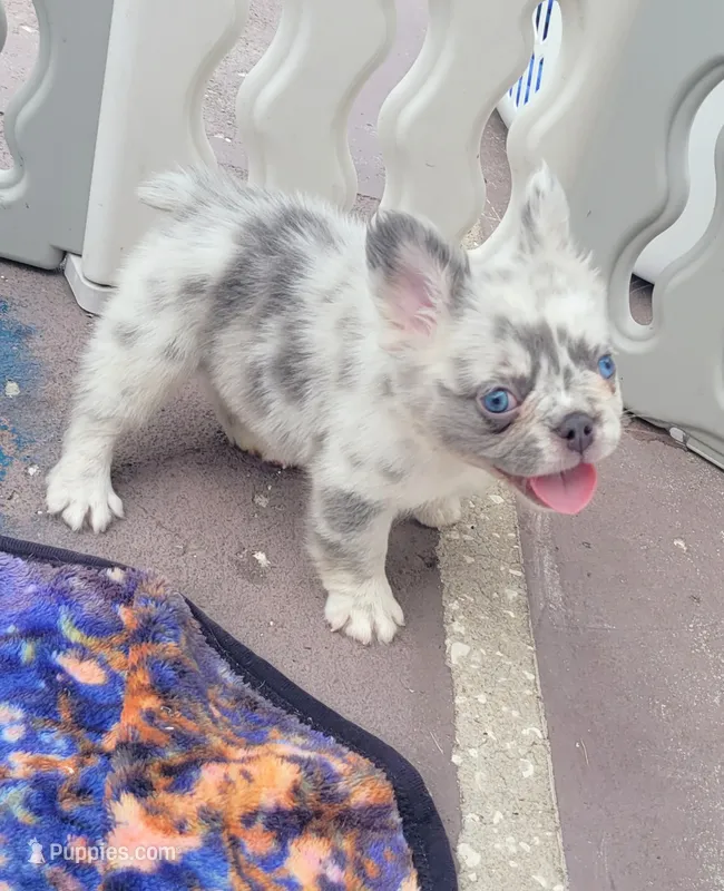 Polar bear Lilac Merle Fluffy  – French Bulldog puppy for sale in Brooksville, FL