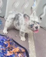 Polar bear Lilac Merle Fluffy , a male French Bulldog for sale in Brooksville, FL – 1 of 10