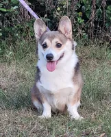 Maple blue sable , a female Pembroke Welsh Corgi for sale in Brooksville, FL – 8 of 9