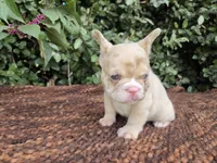 Diane Coco Fawn Merle girl , a female French Bulldog for sale in Brooksville, FL – 5 of 9