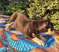 Raven Black tri , a female American Bully for sale in Brooksville, FL – 2 of 8