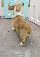 Red Merle male , a male Cardigan Welsh Corgi and Pembroke Welsh Corgi for sale in Brooksville, FL – 3 of 7