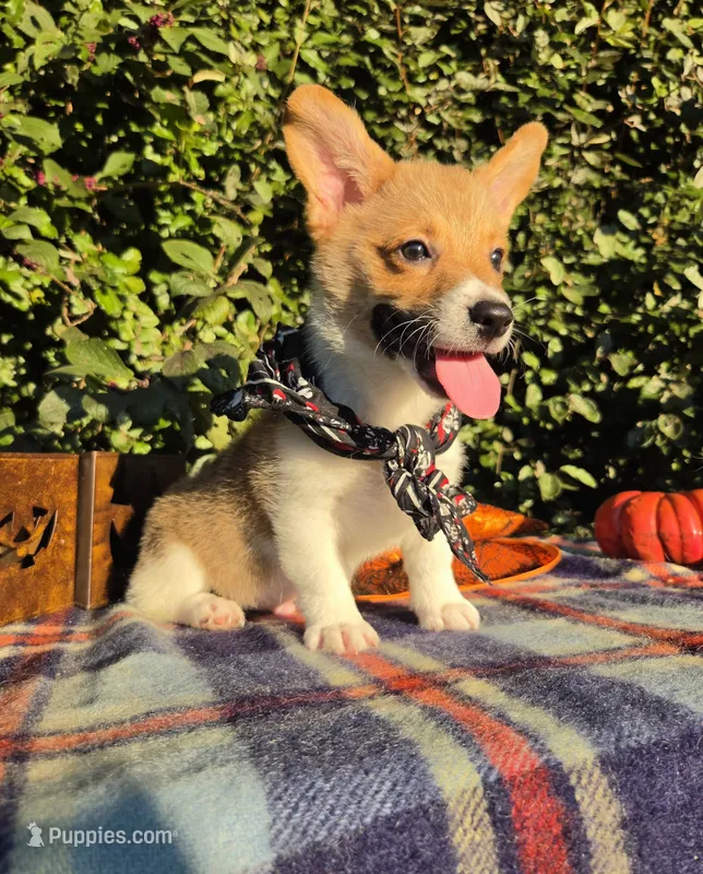 Sunny Red Sable male – Pembroke Welsh Corgi puppy for sale in Brooksville, FL