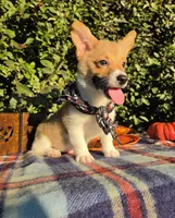 Sunny Red Sable male, a male Pembroke Welsh Corgi for sale in Brooksville, FL – 1 of 10