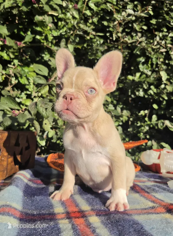 Jack Coco fawn Merle  – French Bulldog puppy for sale in Brooksville, FL