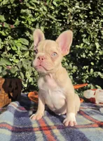 Jack Coco fawn Merle , a male French Bulldog for sale in Brooksville, FL – 1 of 10