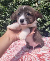 Brindle Male , a male Cardigan Welsh Corgi and Pembroke Welsh Corgi for sale in Brooksville, FL – 2 of 8