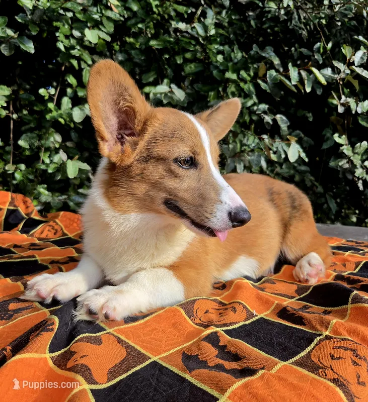 Red Merle male  – Cardigan Welsh Corgi, Pembroke Welsh Corgi puppy for sale in Brooksville, FL