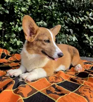 Merlin Red Merle male , a male Cardigan Welsh Corgi and Pembroke Welsh Corgi for sale in Brooksville, FL – 2 of 9