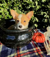 Summer Red female , a female Pembroke Welsh Corgi for sale in Brooksville, FL – 8 of 10