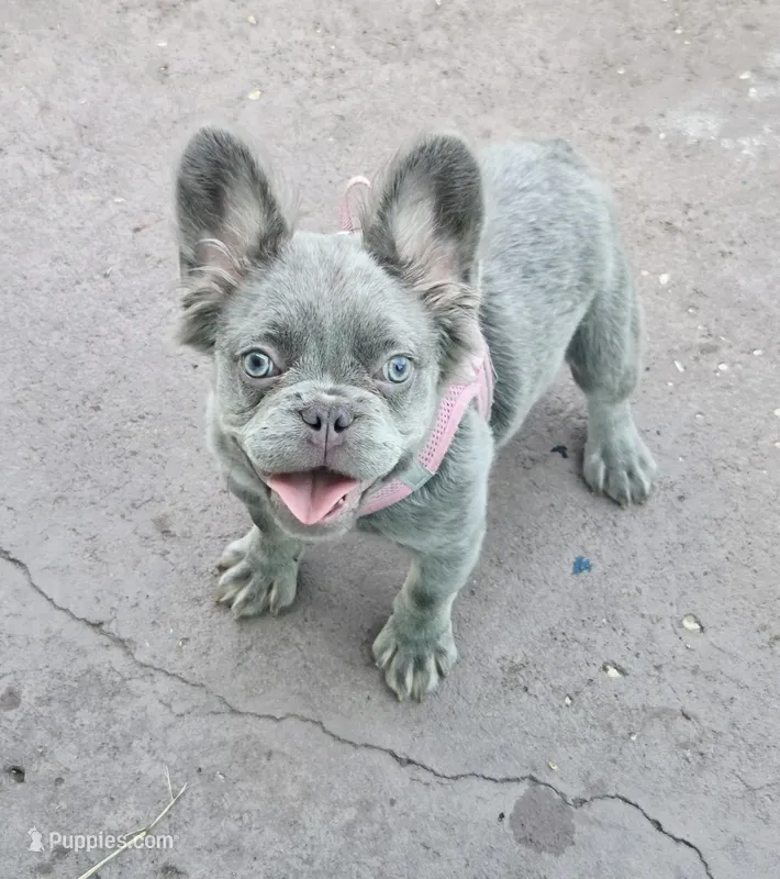 Jade Lilac tri Fluffy girl  – French Bulldog puppy for sale in Brooksville, FL