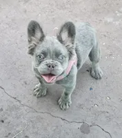 Jade Lilac tri Fluffy girl , a female French Bulldog for sale in Brooksville, FL – 1 of 6