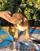 Carmen Chocolate tri , a male American Bully for sale in Brooksville, FL – 2 of 10