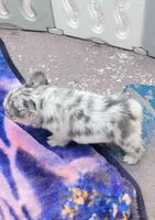 Polar bear Lilac Merle Fluffy , a male French Bulldog for sale in Brooksville, FL – 9 of 10