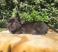 Onyx Black/White , a male American Bully for sale in Brooksville, FL – Photo 4 of 6