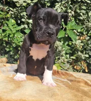 Onyx Black/White , a male American Bully for sale in Brooksville, FL – Photo 3 of 6