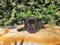 Onyx Black/White , a male American Bully for sale in Brooksville, FL – Photo 6 of 6