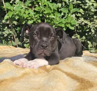 Onyx Black/White , a male American Bully for sale in Brooksville, FL – Photo 2 of 6