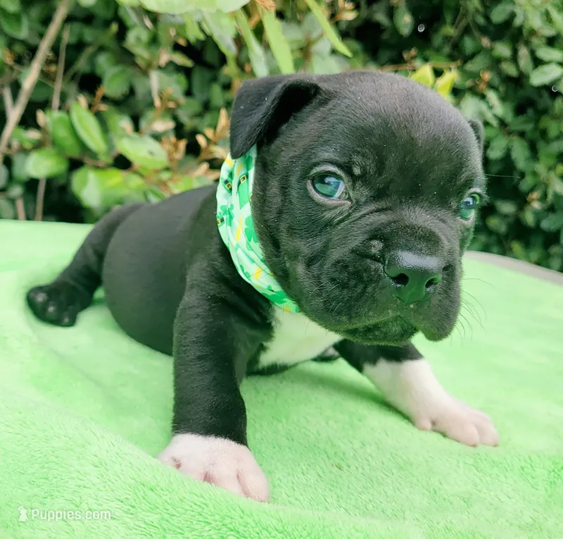 Onyx Black/White  – American Bully puppy for sale in Brooksville, FL