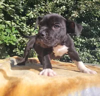 Onyx Black/White , a male American Bully for sale in Brooksville, FL – Photo 5 of 6
