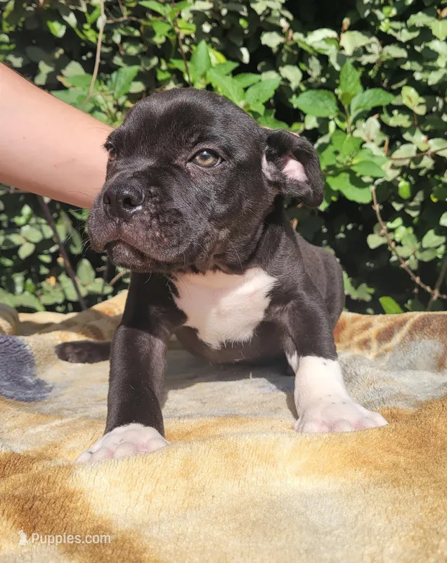 Onyx Black/White  – American Bully puppy for sale in Brooksville, FL