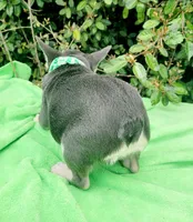 Lilac tri Princess, a female French Bulldog for sale in Brooksville, FL – Photo 2 of 10