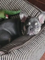 Lilac tri Princess, a female French Bulldog for sale in Brooksville, FL – Photo 5 of 10