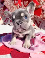 Lilac tri Princess, a female French Bulldog for sale in Brooksville, FL – Photo 7 of 8