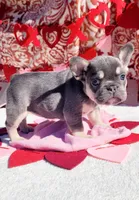 Lilac tri Princess, a female French Bulldog for sale in Brooksville, FL – Photo 4 of 8